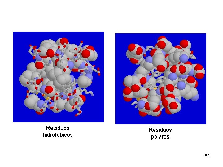Residuos hidrofóbicos Residuos polares 50 