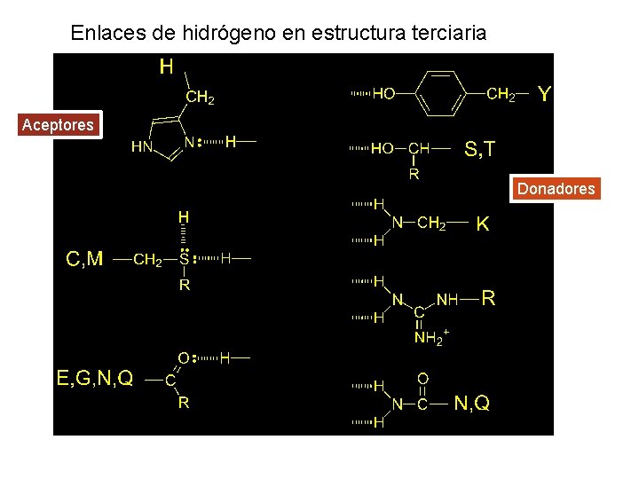 Enlaces de hidrógeno en estructura terciaria Aceptores Donadores 