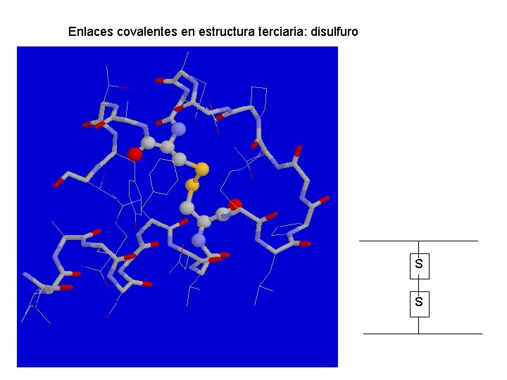 Enlaces covalentes en estructura terciaria: disulfuro S S 