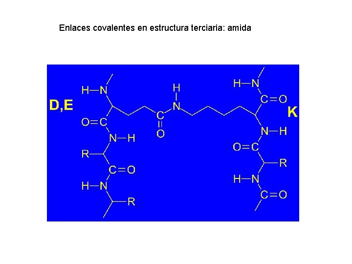 Enlaces covalentes en estructura terciaria: amida 