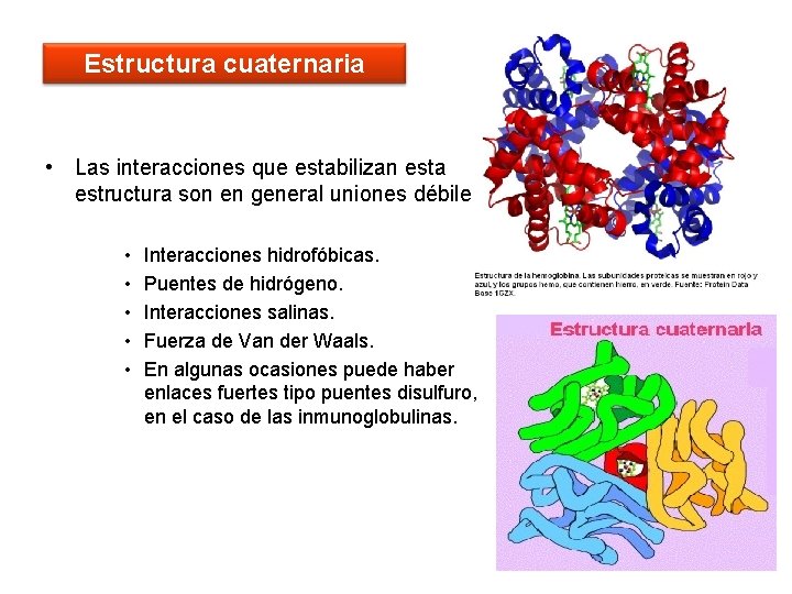 Estructura cuaternaria • Las interacciones que estabilizan esta estructura son en general uniones débiles: