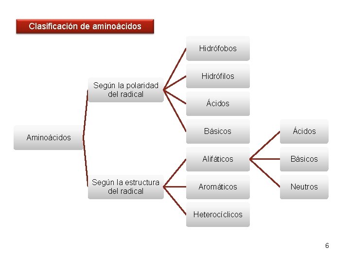 Clasificación de aminoácidos Hidrófobos Hidrófilos Según la polaridad del radical Ácidos Aminoácidos Según la