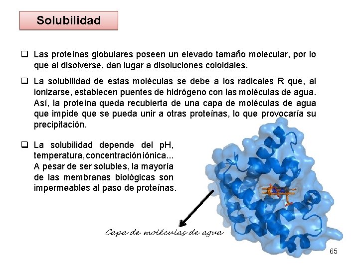 Solubilidad q Las proteínas globulares poseen un elevado tamaño molecular, por lo que al