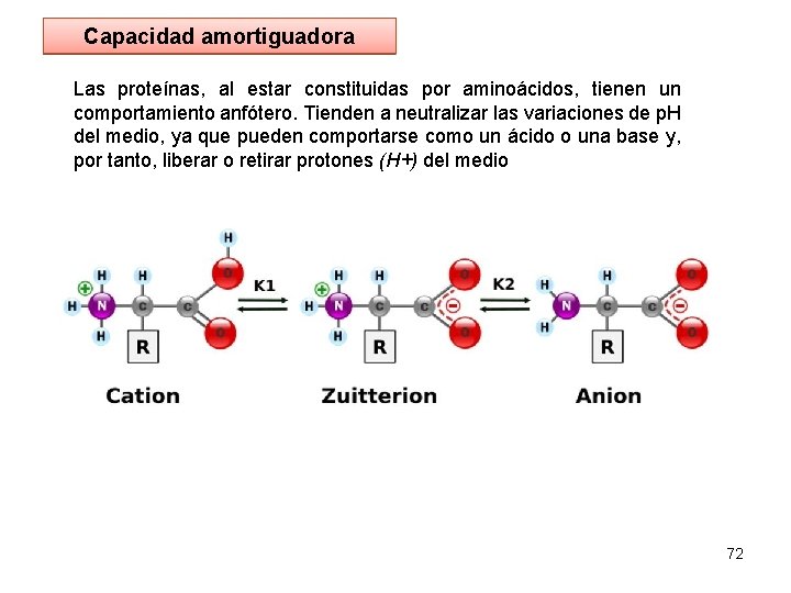 Capacidad amortiguadora Las proteínas, al estar constituidas por aminoácidos, tienen un comportamiento anfótero. Tienden