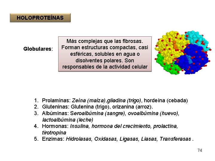 HOLOPROTEÍNAS Globulares: Más complejas que las fibrosas. Forman estructuras compactas, casi esféricas, solubles en