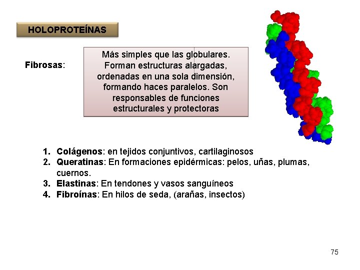 HOLOPROTEÍNAS Fibrosas: Más simples que las globulares. Forman estructuras alargadas, ordenadas en una sola