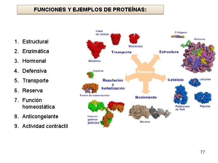 FUNCIONES Y EJEMPLOS DE PROTEÍNAS: 1. Estructural 2. Enzimática 3. Hormonal 4. Defensiva 5.