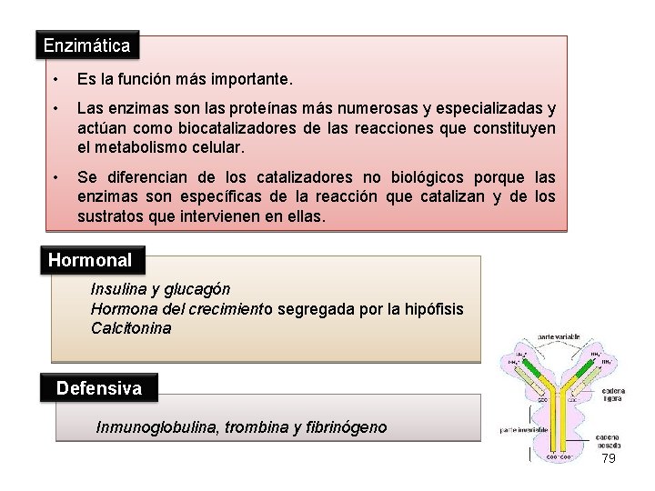 Enzimática • Es la función más importante. • Las enzimas son las proteínas más