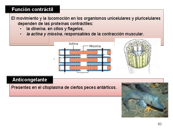 Función contráctil El movimiento y la locomoción en los organismos unicelulares y pluricelulares dependen