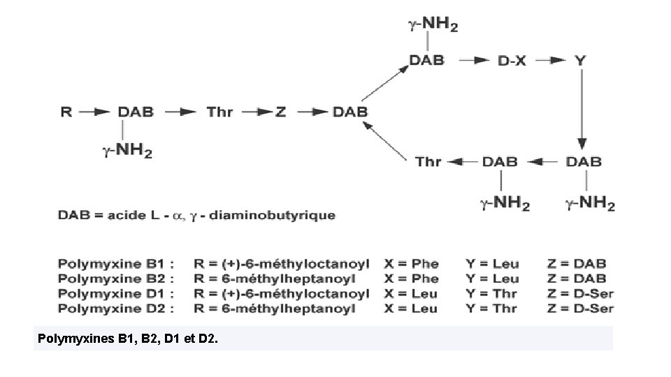 Polymyxines B 1, B 2, D 1 et D 2. 