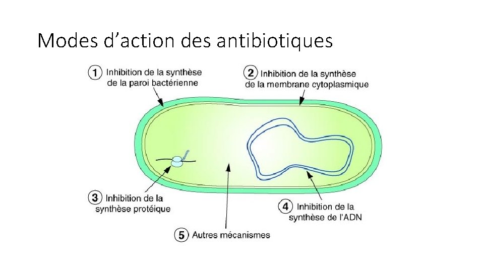 Modes d’action des antibiotiques 