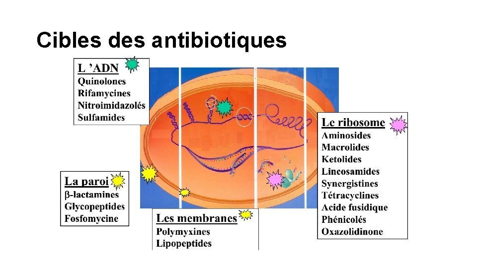 Cibles des antibiotiques 