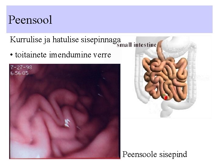 Peensool Kurrulise ja hatulise sisepinnaga • toitainete imendumine verre Peensoole sisepind 