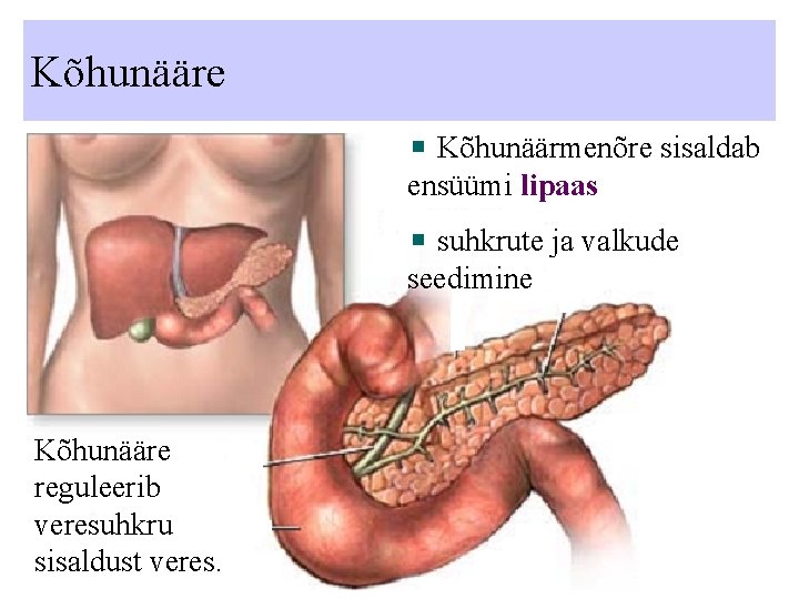 Kõhunääre Kõhunäärmenõre sisaldab ensüümi lipaas suhkrute ja valkude seedimine Kõhunääre reguleerib veresuhkru sisaldust veres.