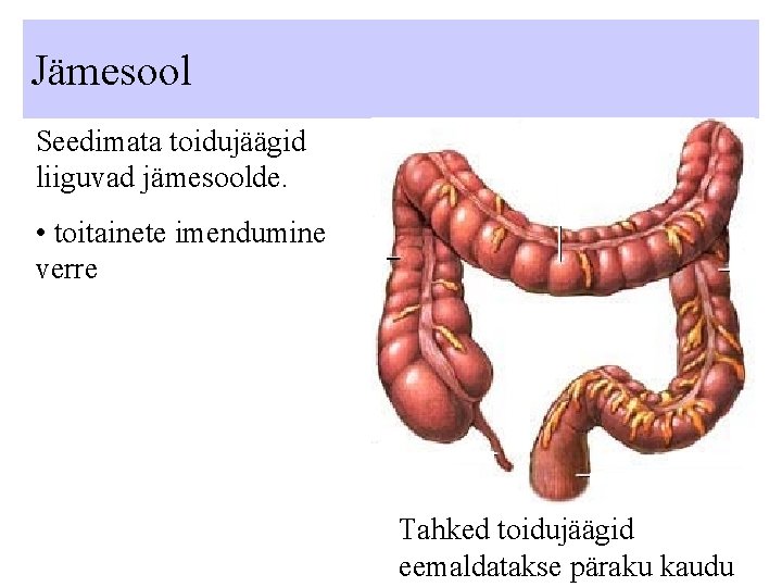 Jämesool Seedimata toidujäägid liiguvad jämesoolde. • toitainete imendumine verre Tahked toidujäägid eemaldatakse päraku kaudu