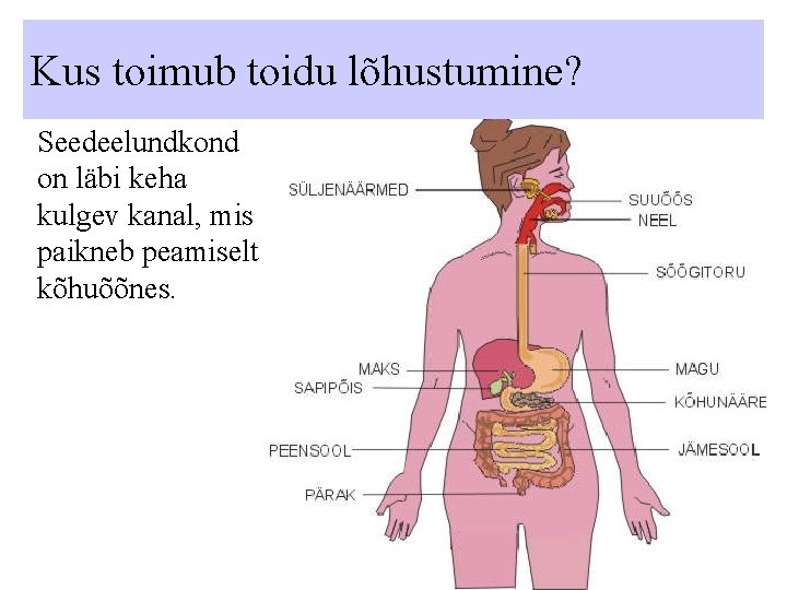 Kus toimub toidu lõhustumine? Seedeelundkond on läbi keha kulgev kanal, mis paikneb peamiselt kõhuõõnes.