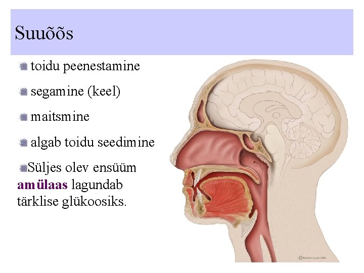 Suuõõs toidu peenestamine segamine (keel) maitsmine algab toidu seedimine Süljes olev ensüüm amülaas lagundab