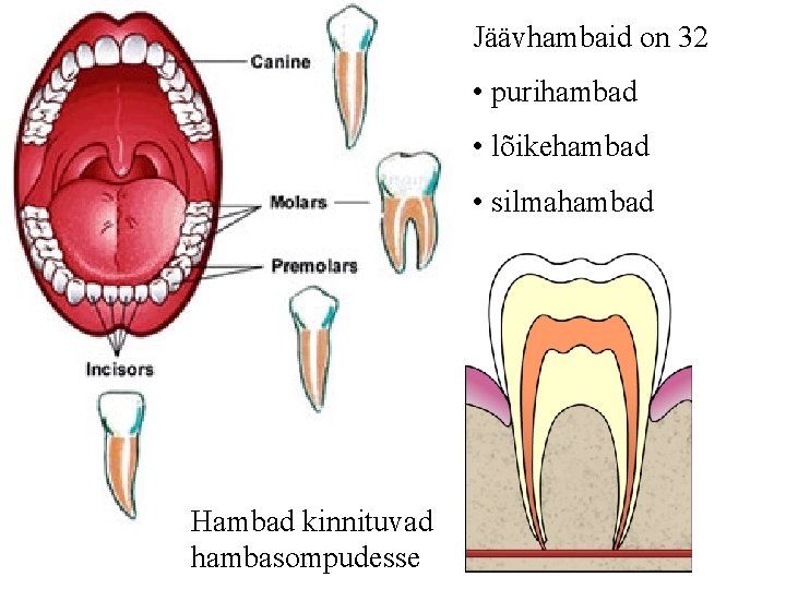 Jäävhambaid on 32 • purihambad • lõikehambad • silmahambad Hambad kinnituvad hambasompudesse 