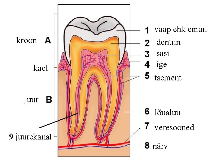 kroon kael vaap ehk email dentiin säsi ige tsement juur lõualuu 9 juurekanal veresooned