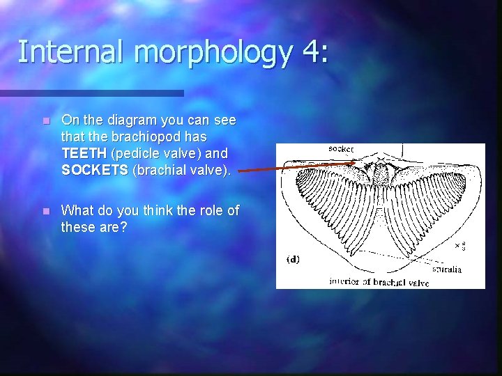 Internal morphology 4: n On the diagram you can see that the brachiopod has