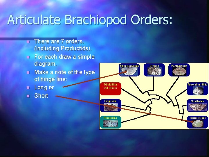 Articulate Brachiopod Orders: n n n There are 7 orders. (including Productids). For each