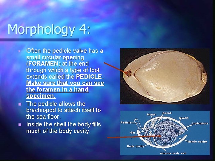 Morphology 4: Often the pedicle valve has a small circular opening (FORAMEN) at the