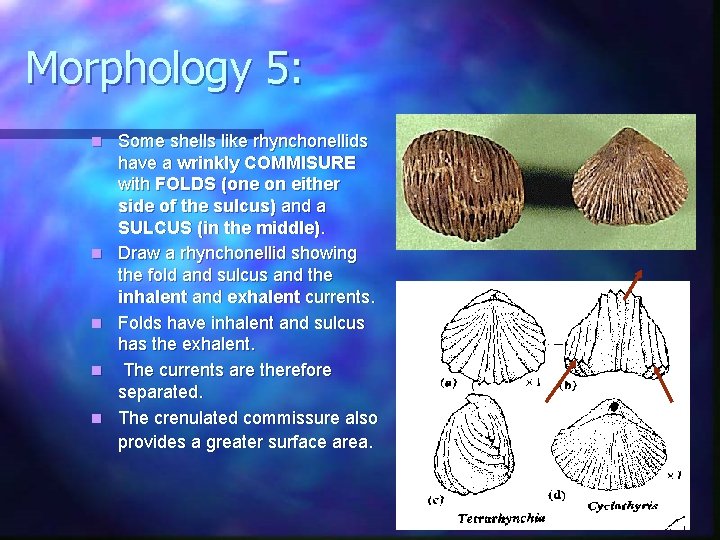 Morphology 5: n n n Some shells like rhynchonellids have a wrinkly COMMISURE with