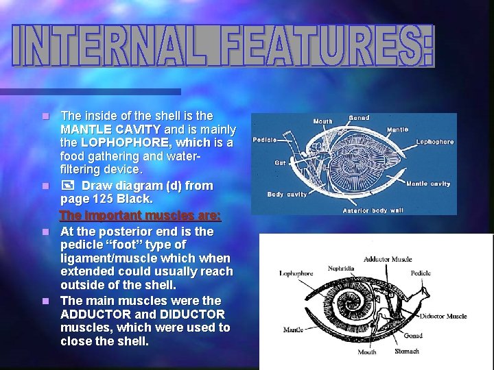 n n The inside of the shell is the MANTLE CAVITY and is mainly