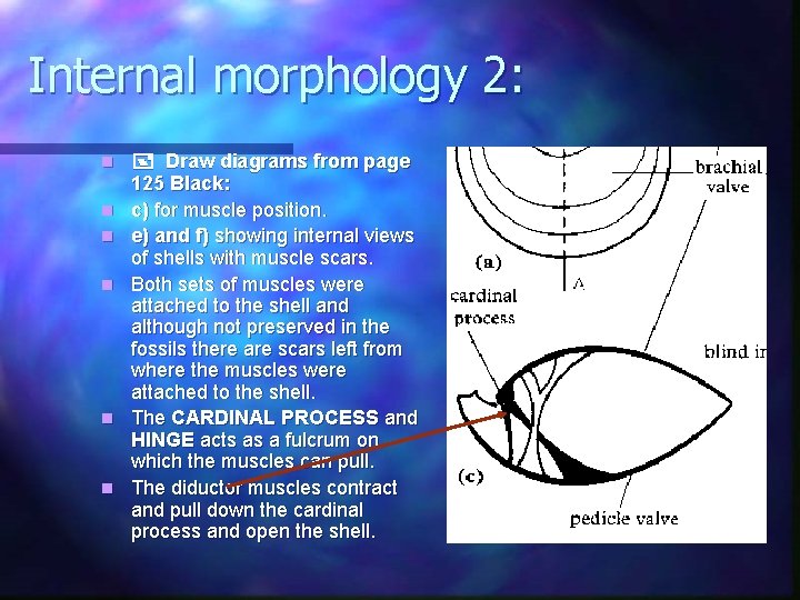 Internal morphology 2: n n n Draw diagrams from page 125 Black: c) for