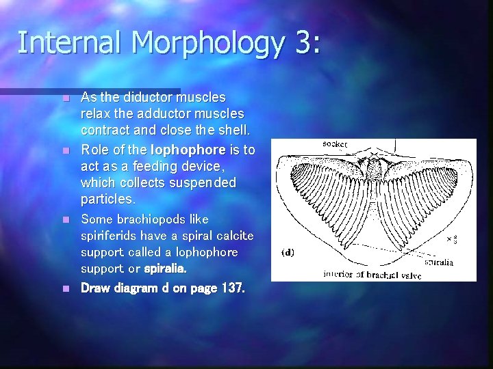 Internal Morphology 3: n n As the diductor muscles relax the adductor muscles contract