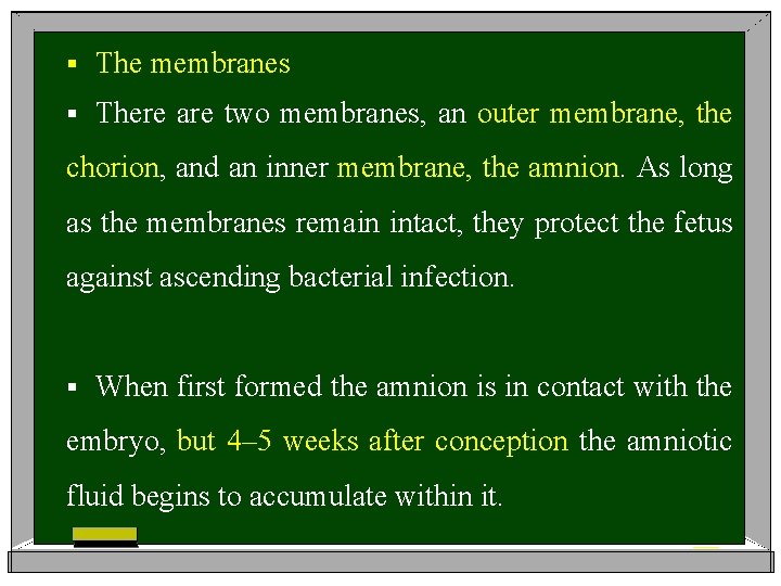 § The membranes § There are two membranes, an outer membrane, the chorion, and