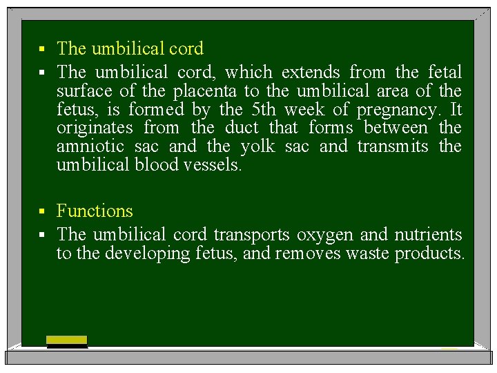 § § The umbilical cord, which extends from the fetal surface of the placenta