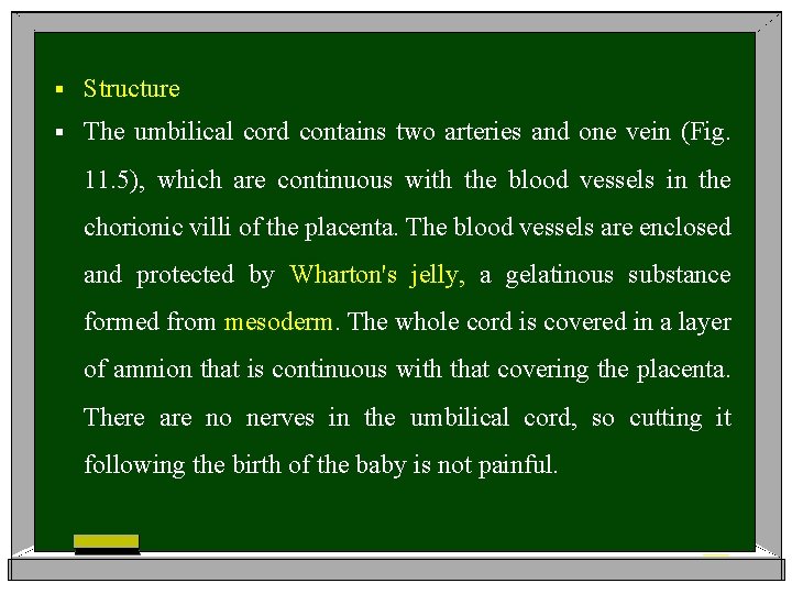 § Structure § The umbilical cord contains two arteries and one vein (Fig. 11.