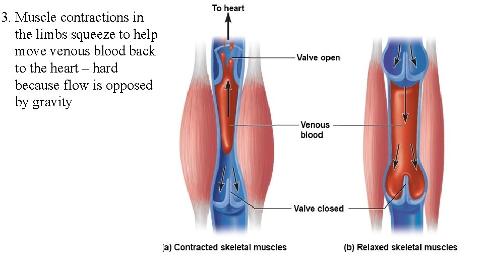 3. Muscle contractions in the limbs squeeze to help move venous blood back to