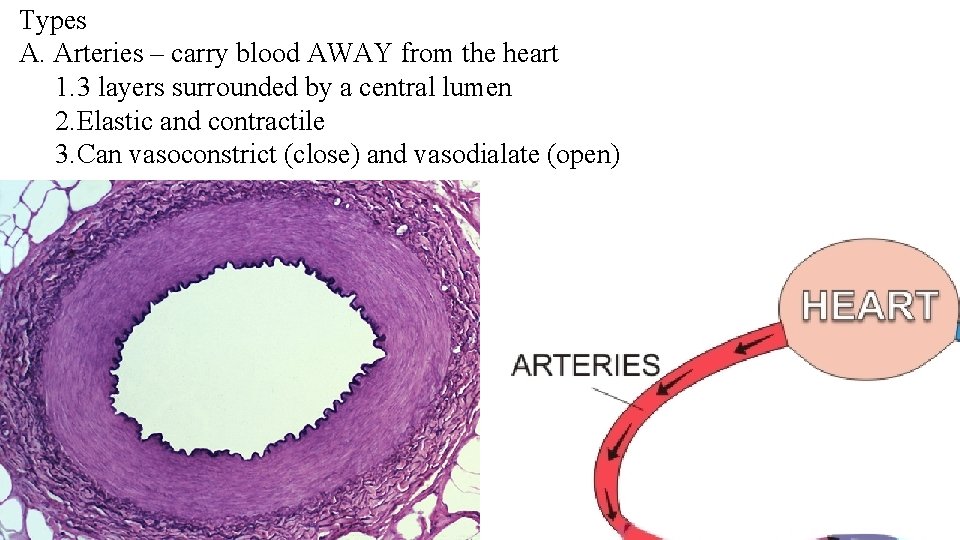 Types A. Arteries – carry blood AWAY from the heart 1. 3 layers surrounded