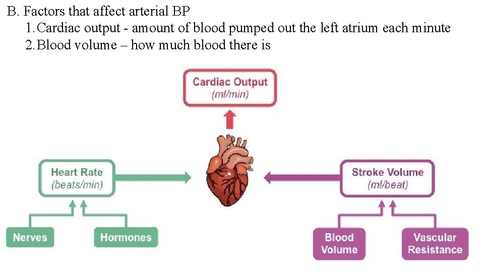B. Factors that affect arterial BP 1. Cardiac output - amount of blood pumped