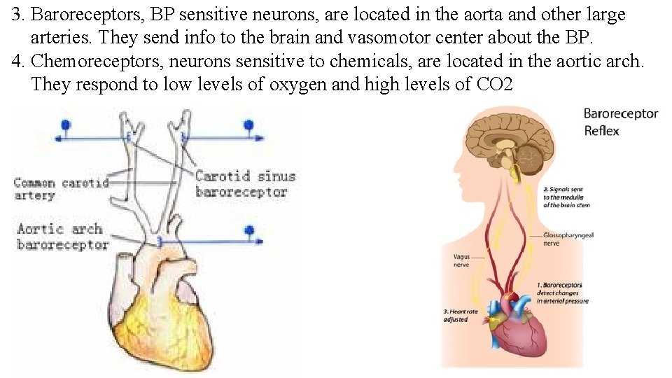 3. Baroreceptors, BP sensitive neurons, are located in the aorta and other large arteries.