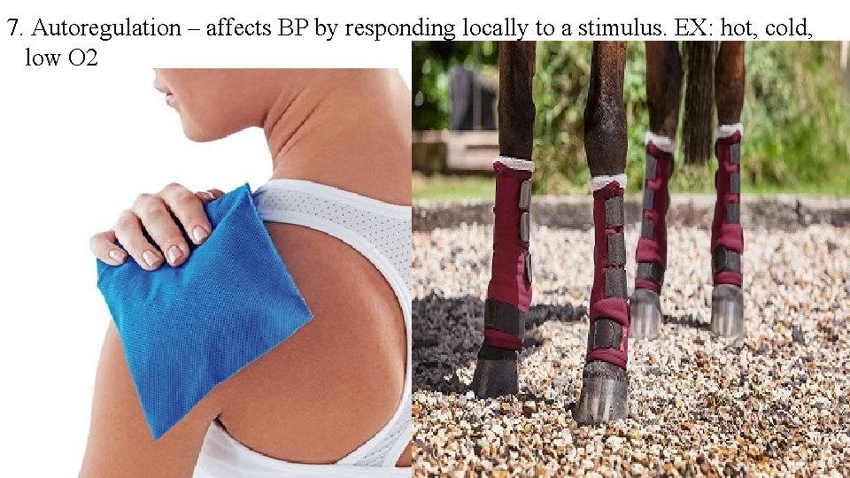 7. Autoregulation – affects BP by responding locally to a stimulus. EX: hot, cold,