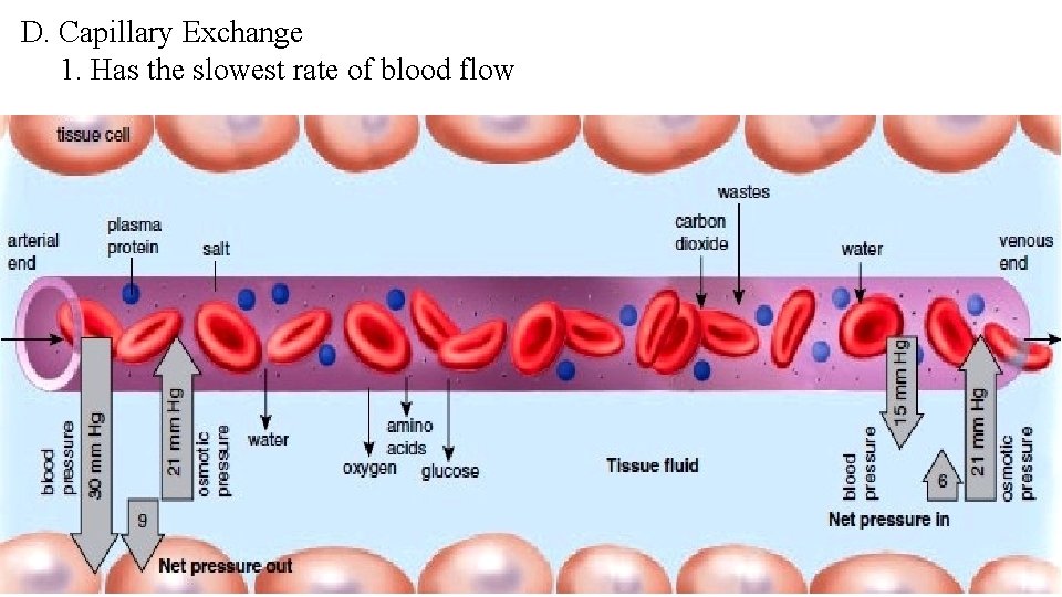 D. Capillary Exchange 1. Has the slowest rate of blood flow 