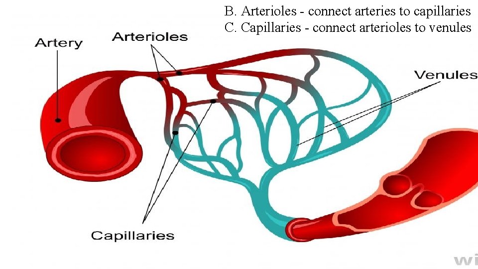 B. Arterioles - connect arteries to capillaries C. Capillaries - connect arterioles to venules