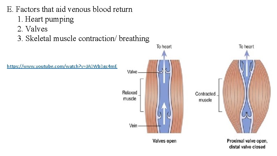 E. Factors that aid venous blood return 1. Heart pumping 2. Valves 3. Skeletal