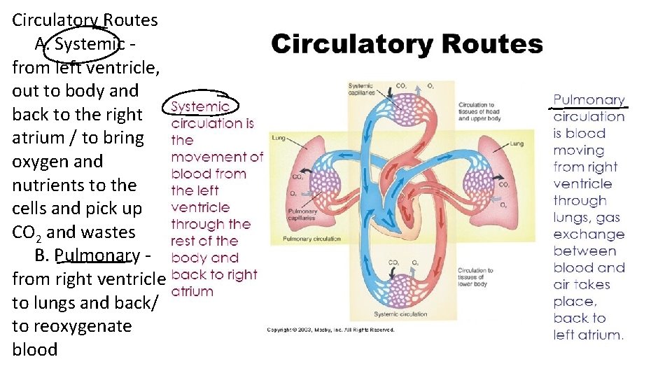 Circulatory Routes A. Systemic from left ventricle, out to body and back to the