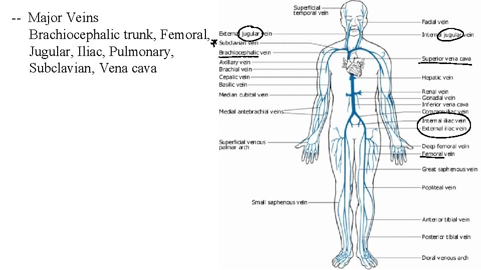 -- Major Veins Brachiocephalic trunk, Femoral, Jugular, Iliac, Pulmonary, Subclavian, Vena cava 