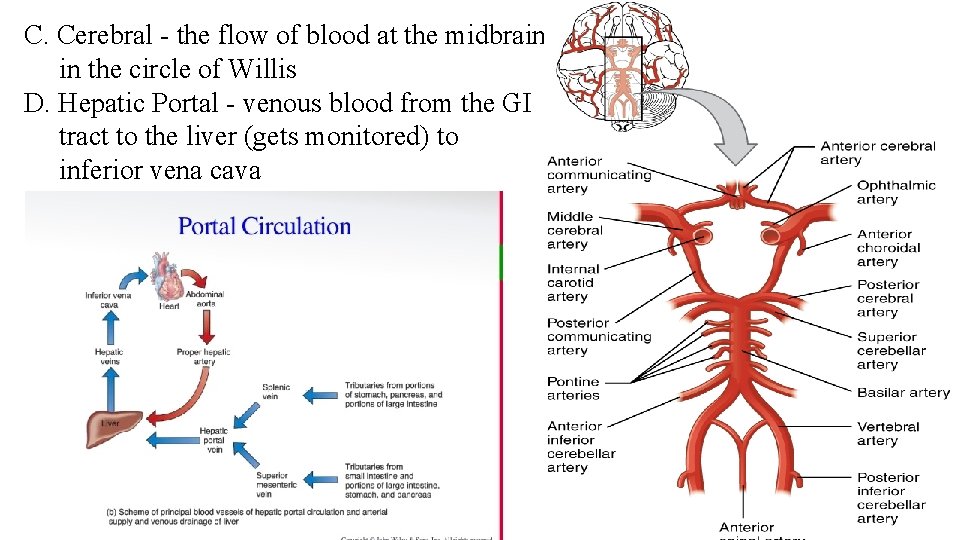 C. Cerebral - the flow of blood at the midbrain, in the circle of