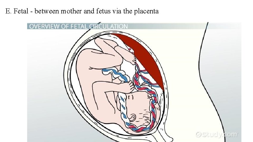 E. Fetal - between mother and fetus via the placenta 