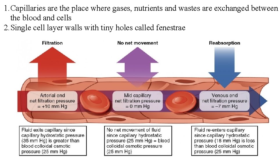 1. Capillaries are the place where gases, nutrients and wastes are exchanged between the