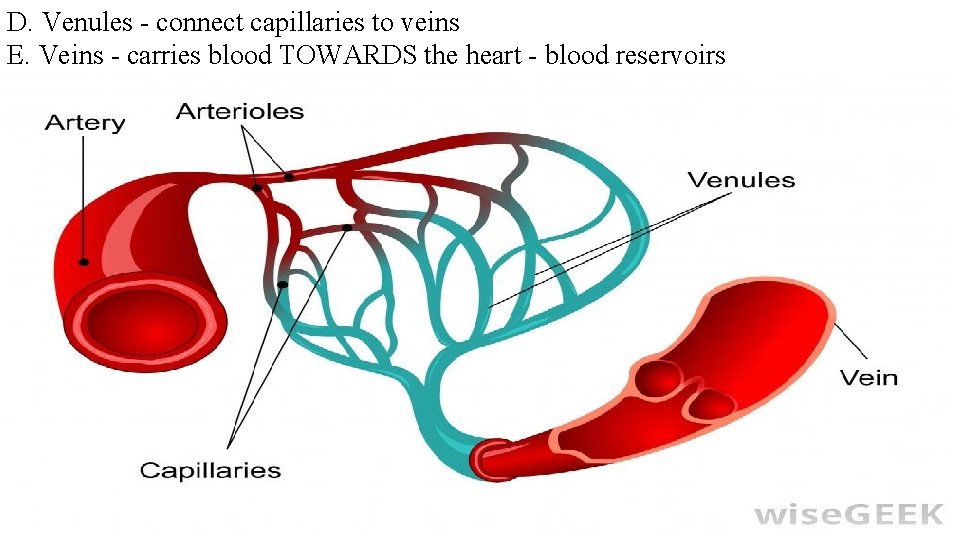 D. Venules - connect capillaries to veins E. Veins - carries blood TOWARDS the