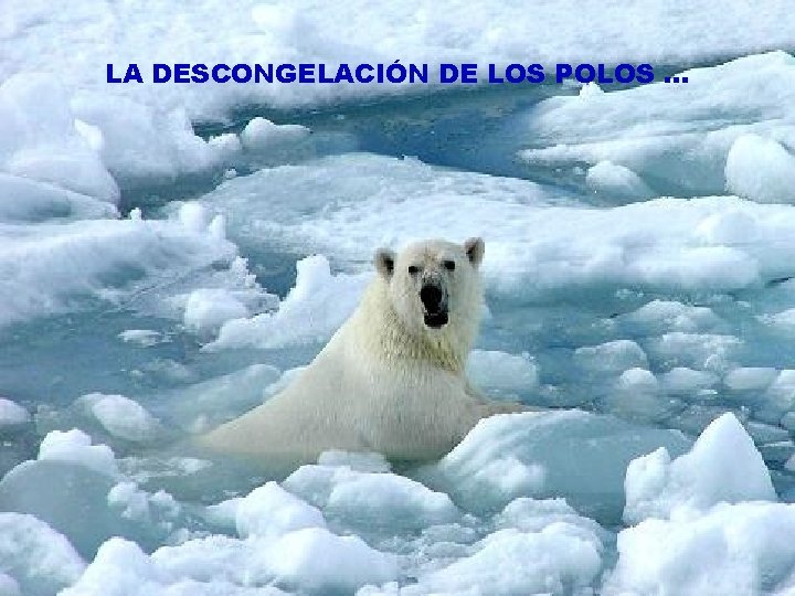 LA DESCONGELACIÓN DE LOS POLOS … 