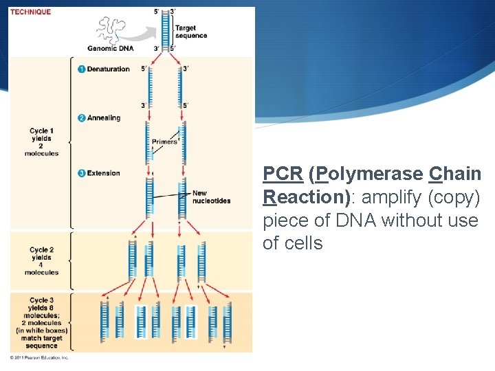 PCR (Polymerase Chain Reaction): amplify (copy) piece of DNA without use of cells 