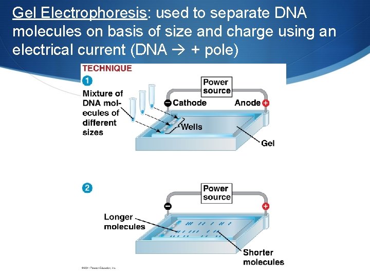 Gel Electrophoresis: used to separate DNA molecules on basis of size and charge using